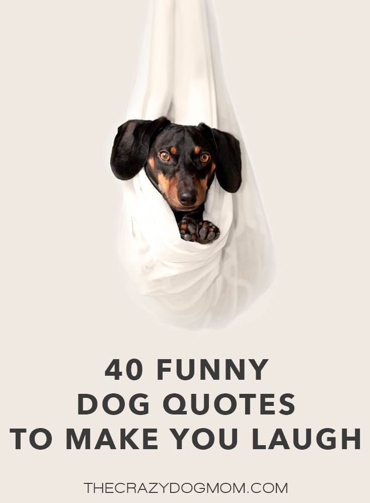40 Funny Dog Quotes To Make You Laugh The Crazy Dog Mom 40-funny-dog-quotes-to-make-you-laugh-the-crazy-dog-mom