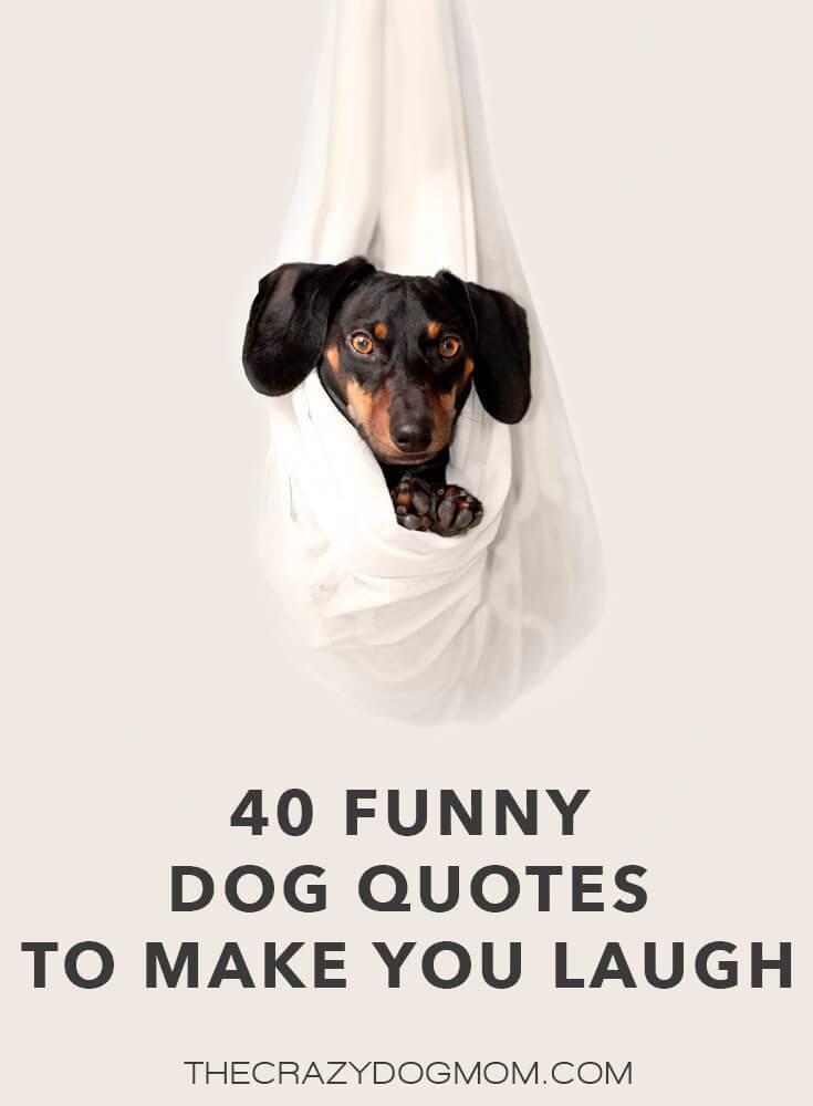 funny dog quotes