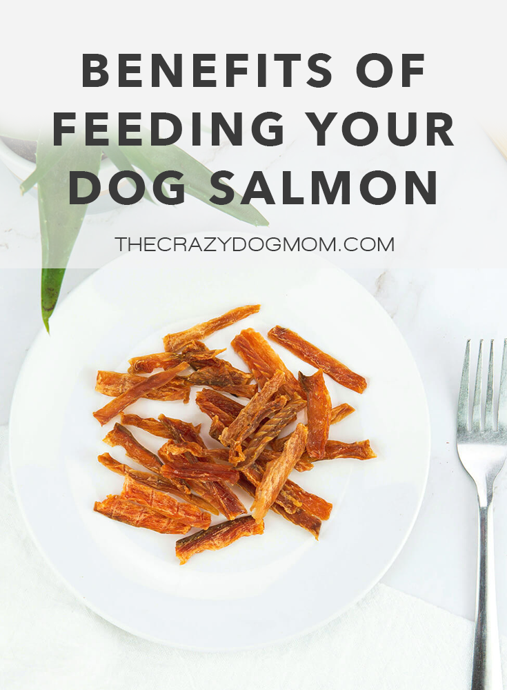 health benefits of feeding your dog salmon