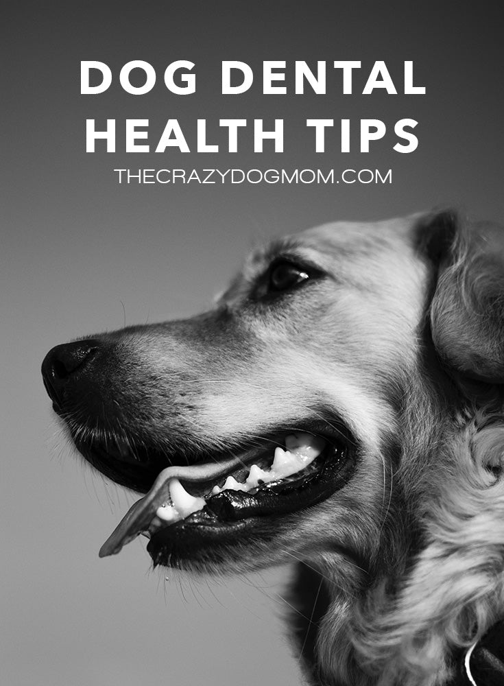 Dog Dental Health Tips