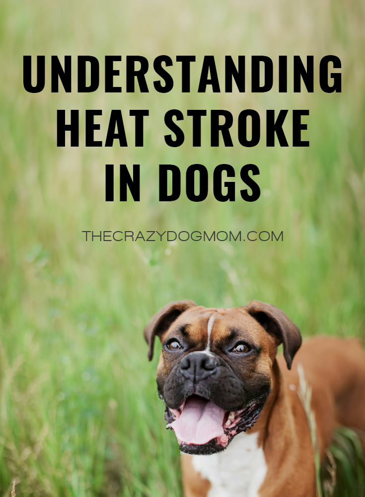 Understanding Heat Stroke in Dogs