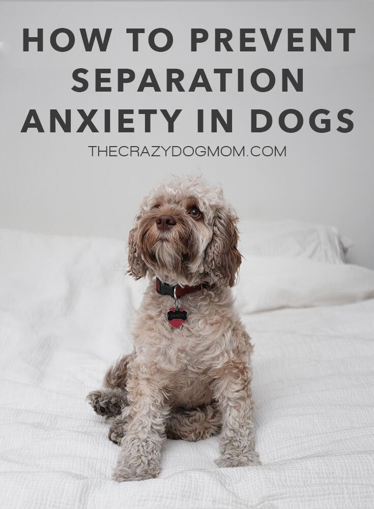 how to prevent separation anxiety in dogs